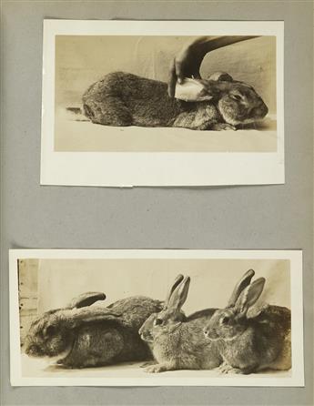 (RABBITS & GUINEA PIGS) An album with approximately 67 photographs featuring lustrous award-winning rabbits and plump guinea pigs.